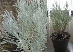 Helichrysum italicum / Curryfű - Olasz Szalmagyopár